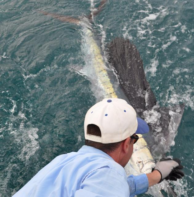 Releasing s sailfish